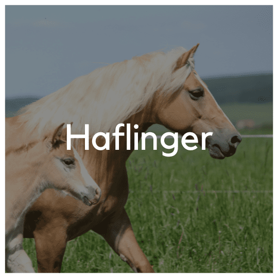 Haflinger - Liwa Design