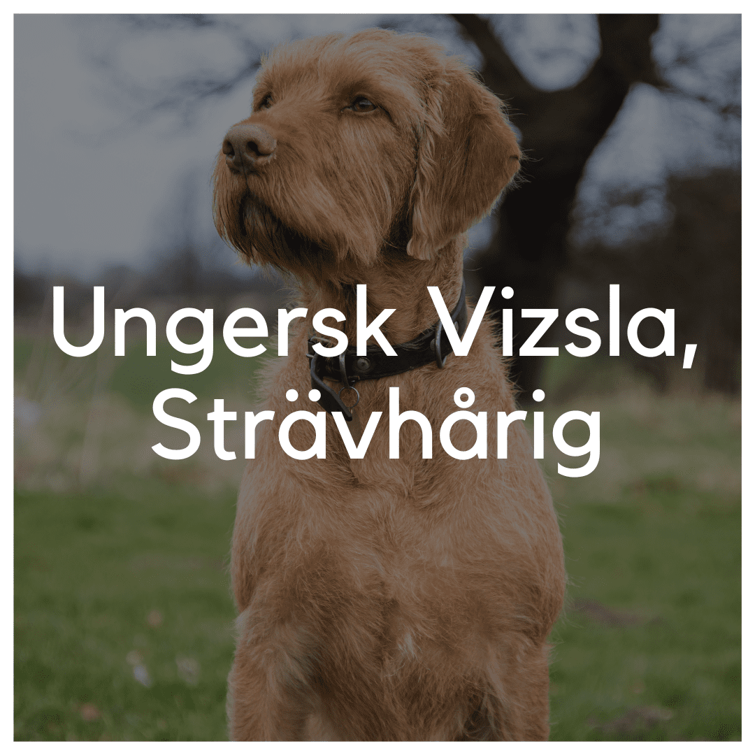 Ungersk Vizsla, Strävhårig - Liwa Design