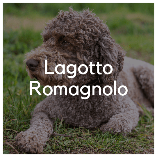 Lagotto Romagnolo - Liwa Design