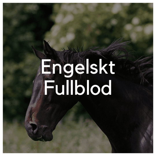 Engelskt Fullblod - Liwa Design