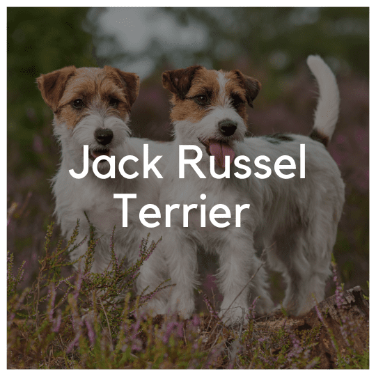 Jack Russell Terrier - Liwa Design
