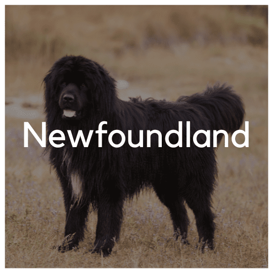Newfoundland - Liwa Design