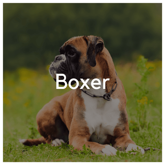 Boxer - Liwa Design