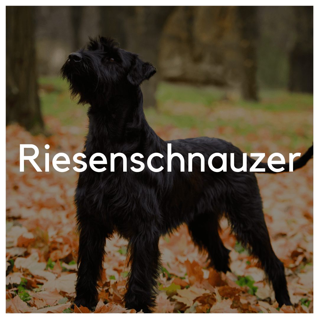 Riesenschnauzer - Liwa Design