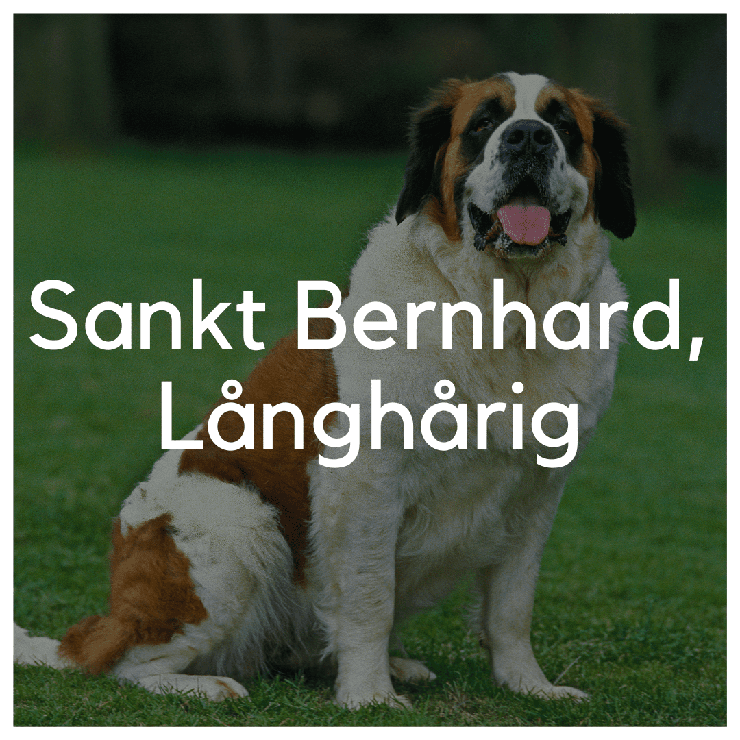 Sankt Bernhard, Långhårig - Liwa Design