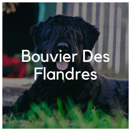 Bouvier Des Flandres - Liwa Design