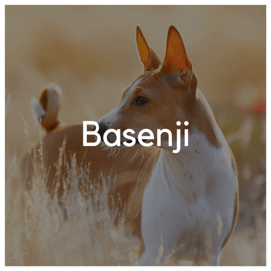 Basenji - Liwa Design