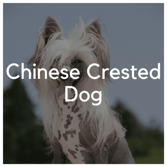 Chinese Crested Dog - Liwa Design