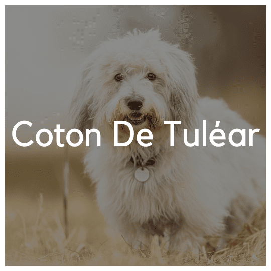 Coton De Tuléar - Liwa Design
