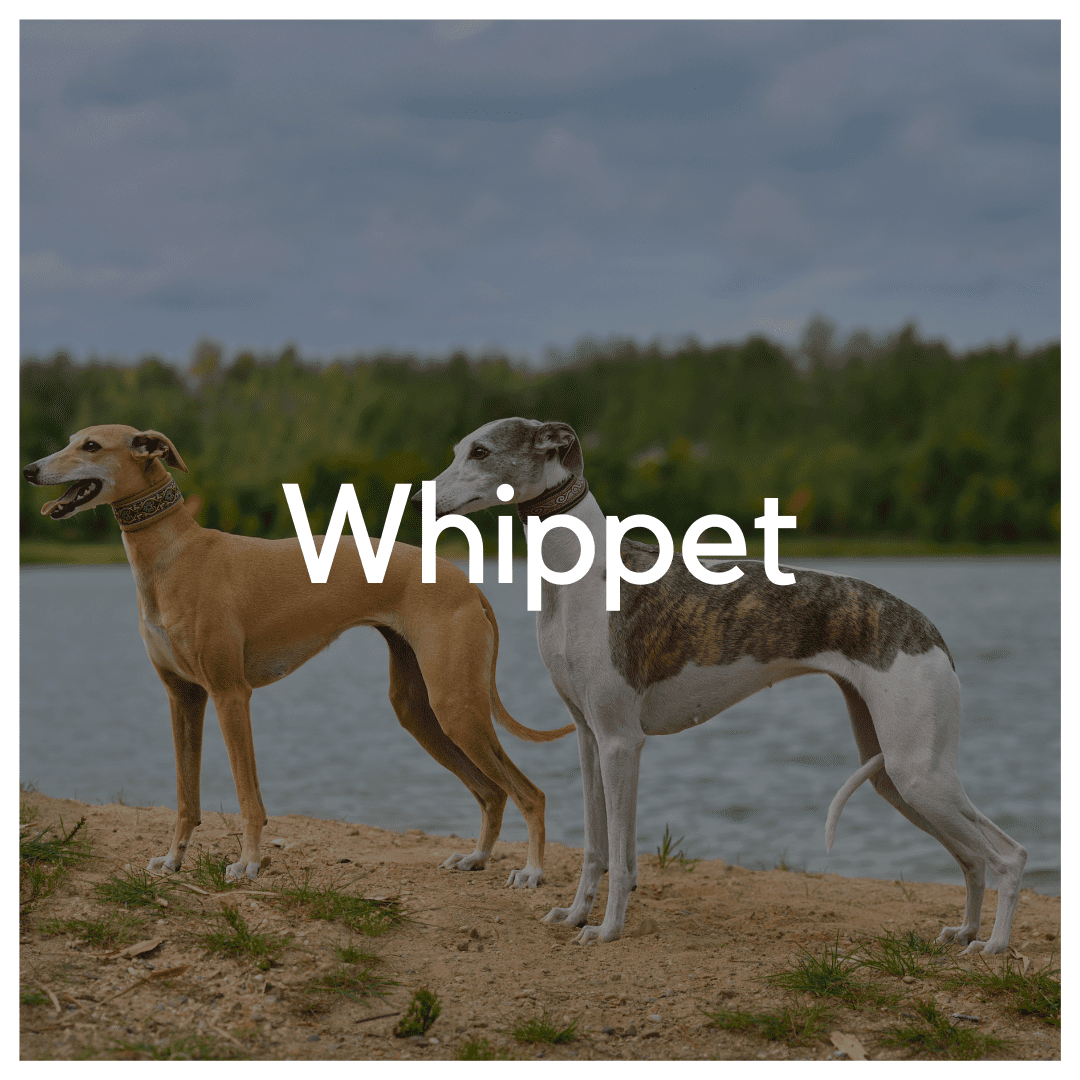 Whippet - Liwa Design