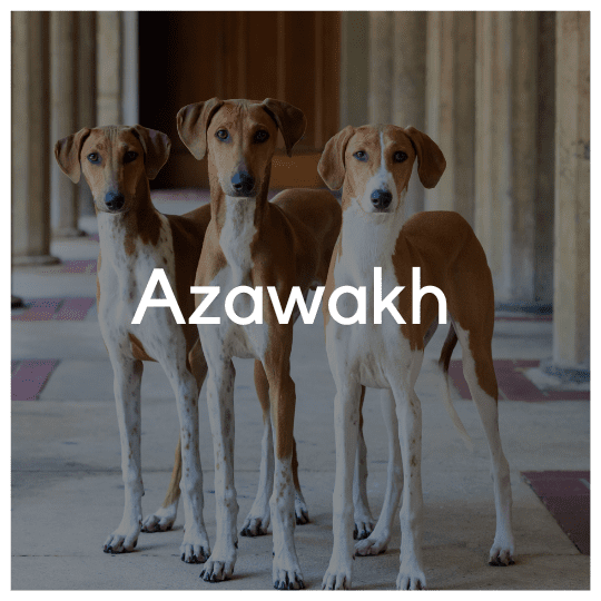 Azawakh - Liwa Design