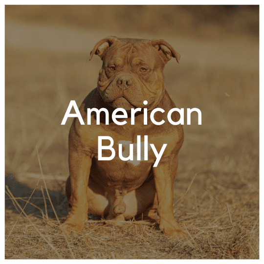 American Bully - Liwa Design