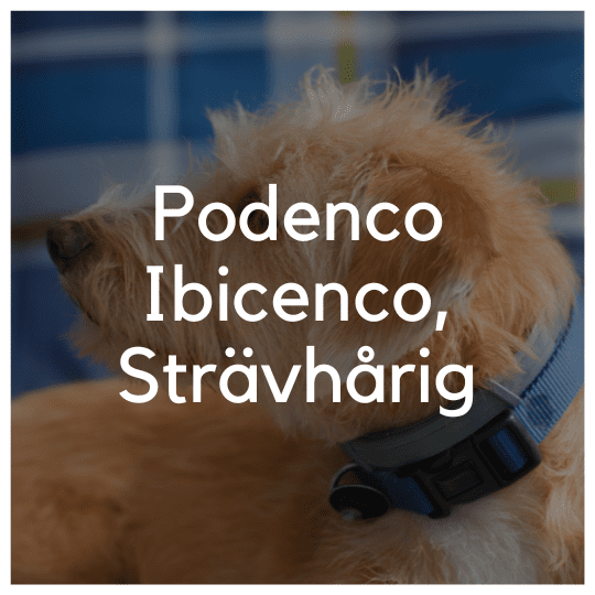 Podenco Ibicenco, Strävhårig - Liwa Design