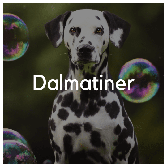 Dalmatiner - Liwa Design