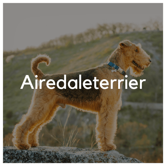 Airedaleterrier - Liwa Design