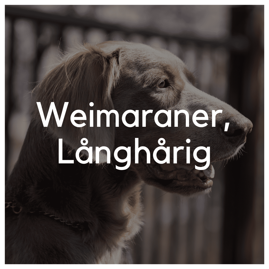 Weimaraner, Långhårig - Liwa Design