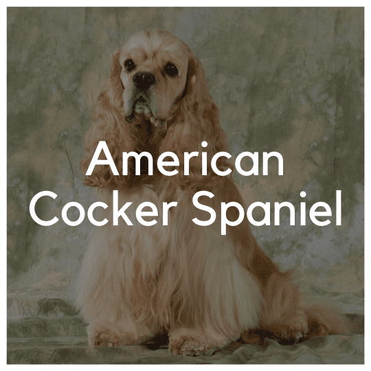 Amerikansk Cocker Spaniel - Liwa Design