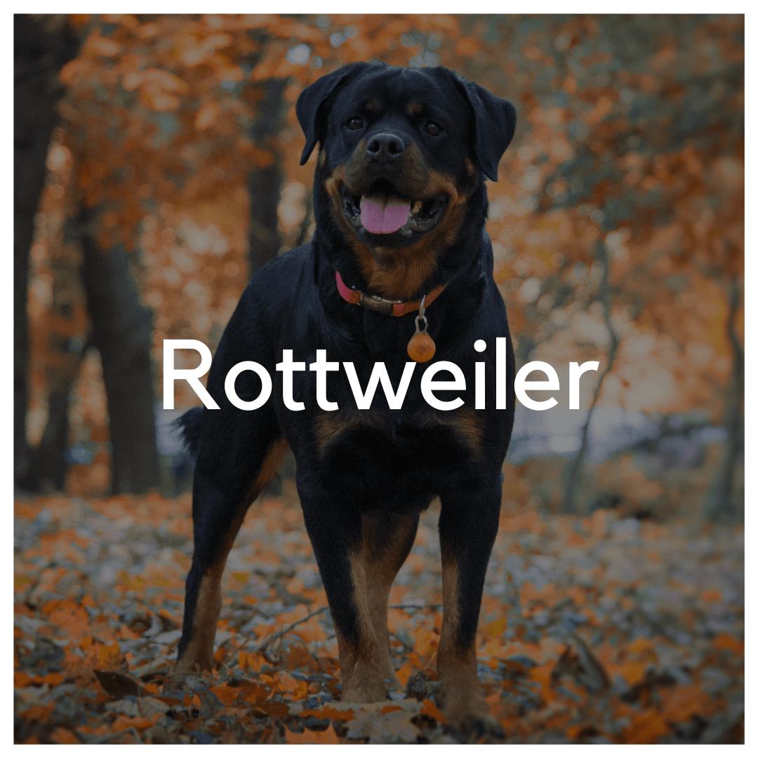 Rottweiler - Liwa Design