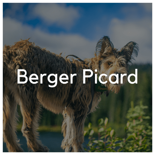 Berger Picard - Liwa Design