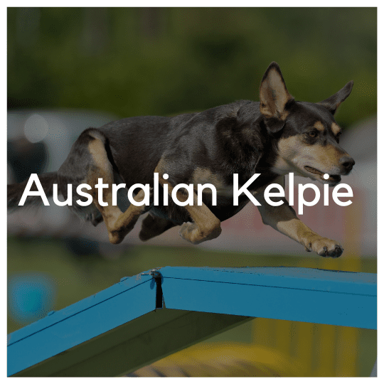 Australian Kelpie - Liwa Design