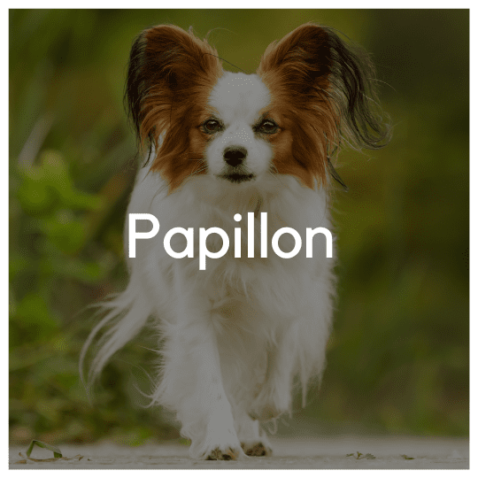 Papillon - Liwa Design