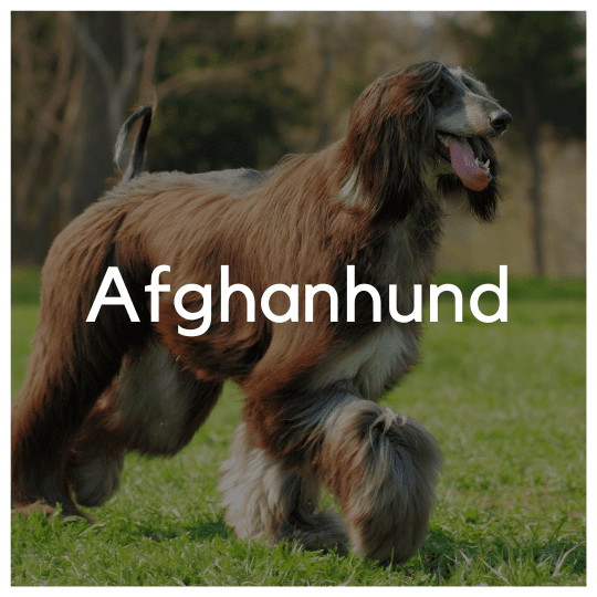Afghanhund - Liwa Design