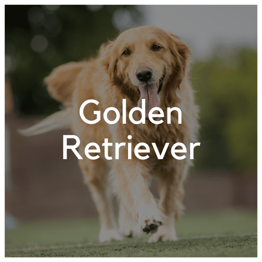 Golden Retriever - Liwa Design