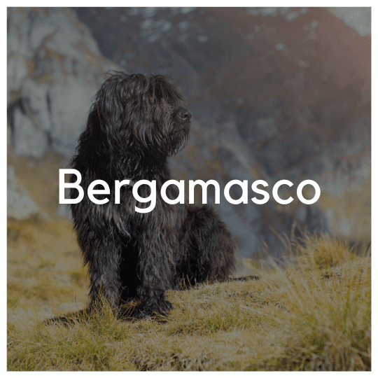 Bergamasco - Liwa Design