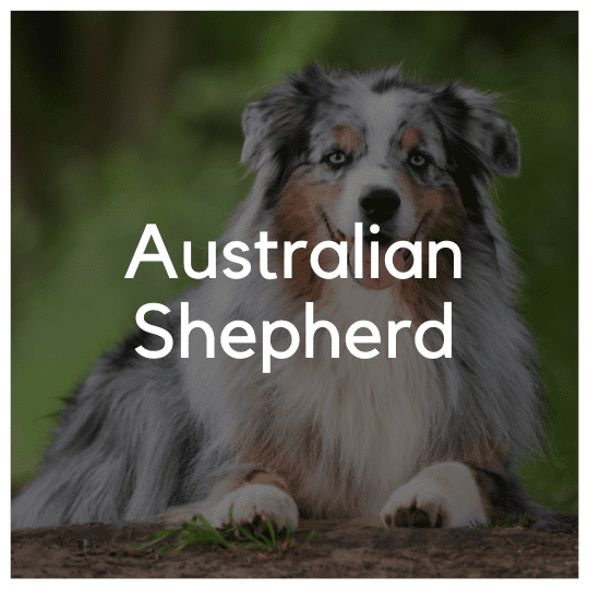 Australian Shepherd - Liwa Design