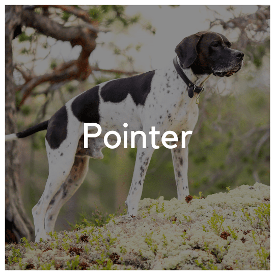 Pointer - Liwa Design