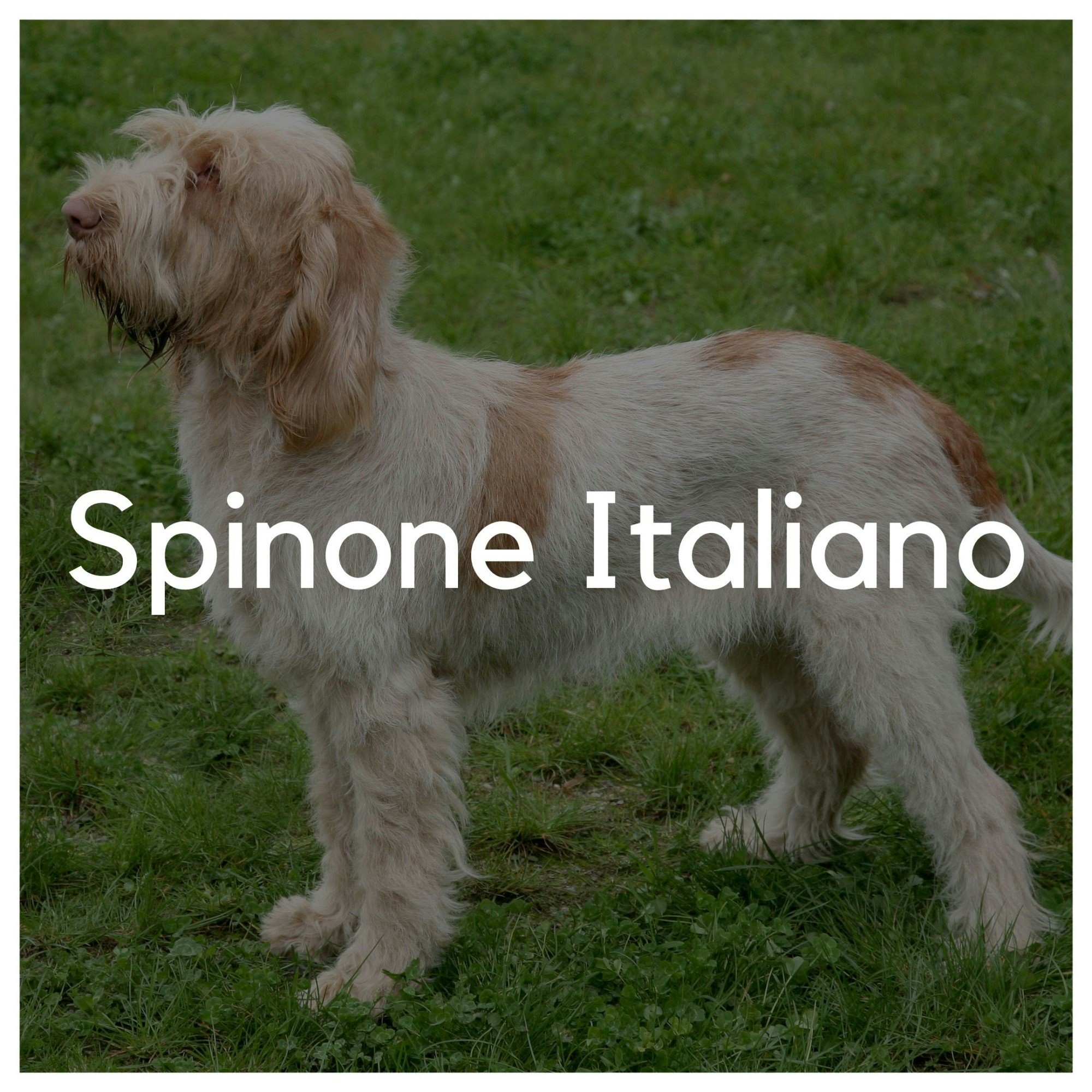 Spinone Italiano - Liwa Design