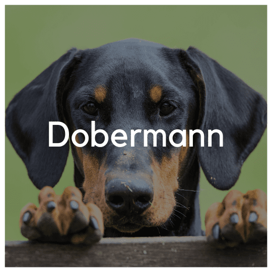 Dobermann - Liwa Design
