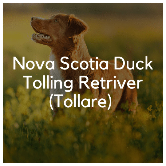 Nova Scotia Duck Tolling Retriever (Tollare) - Liwa Design
