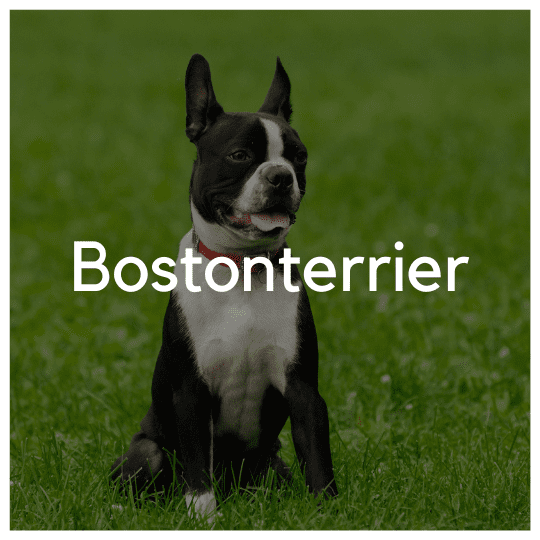 Bostonterrier - Liwa Design