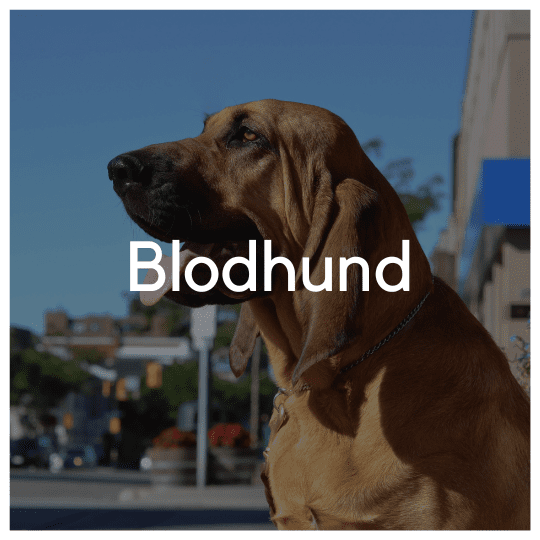 Blodhund - Liwa Design