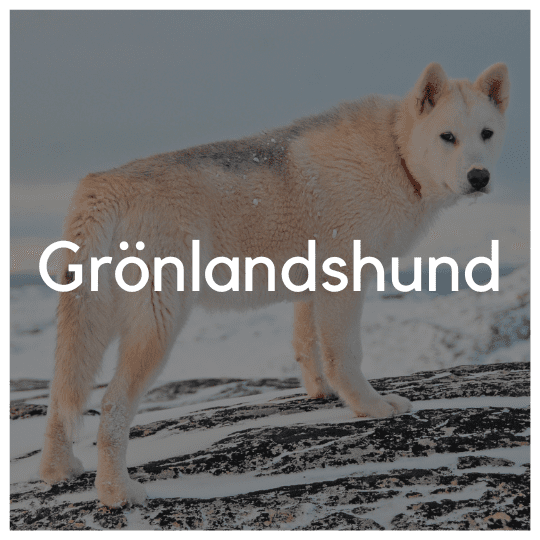 Grönlandshund - Liwa Design