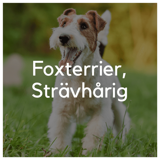 Foxterrier, strävhårig - Liwa Design