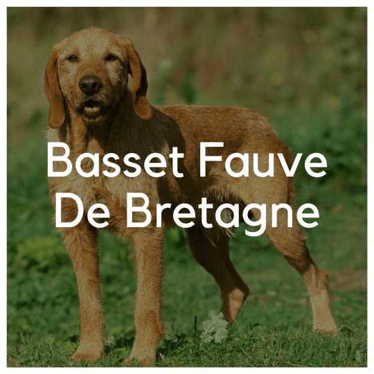 Basset Fauve De Bretagne - Liwa Design