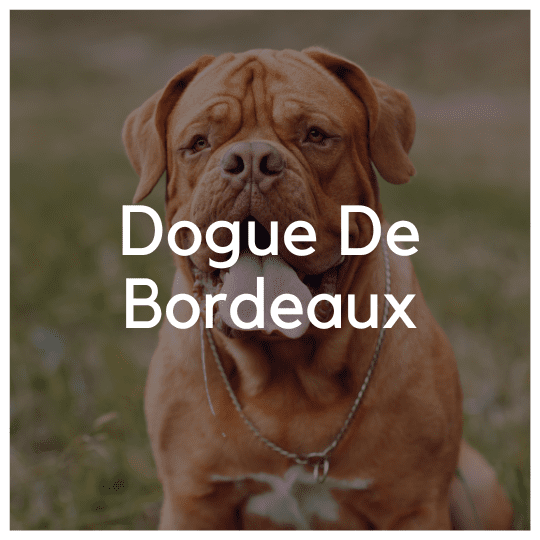 Dogue De Bordeaux - Liwa Design