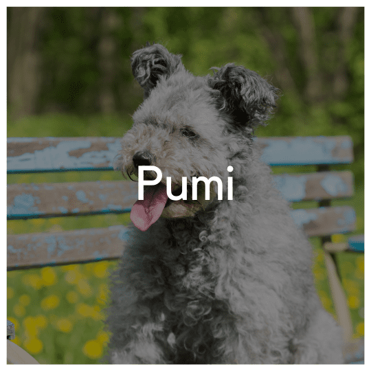 Pumi - Liwa Design