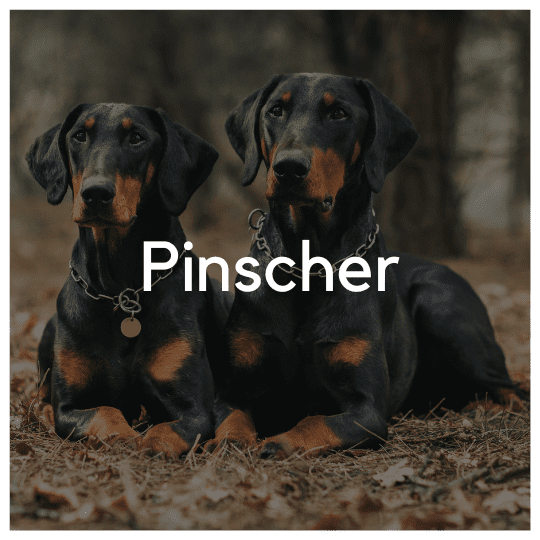 Pinscher - Liwa Design