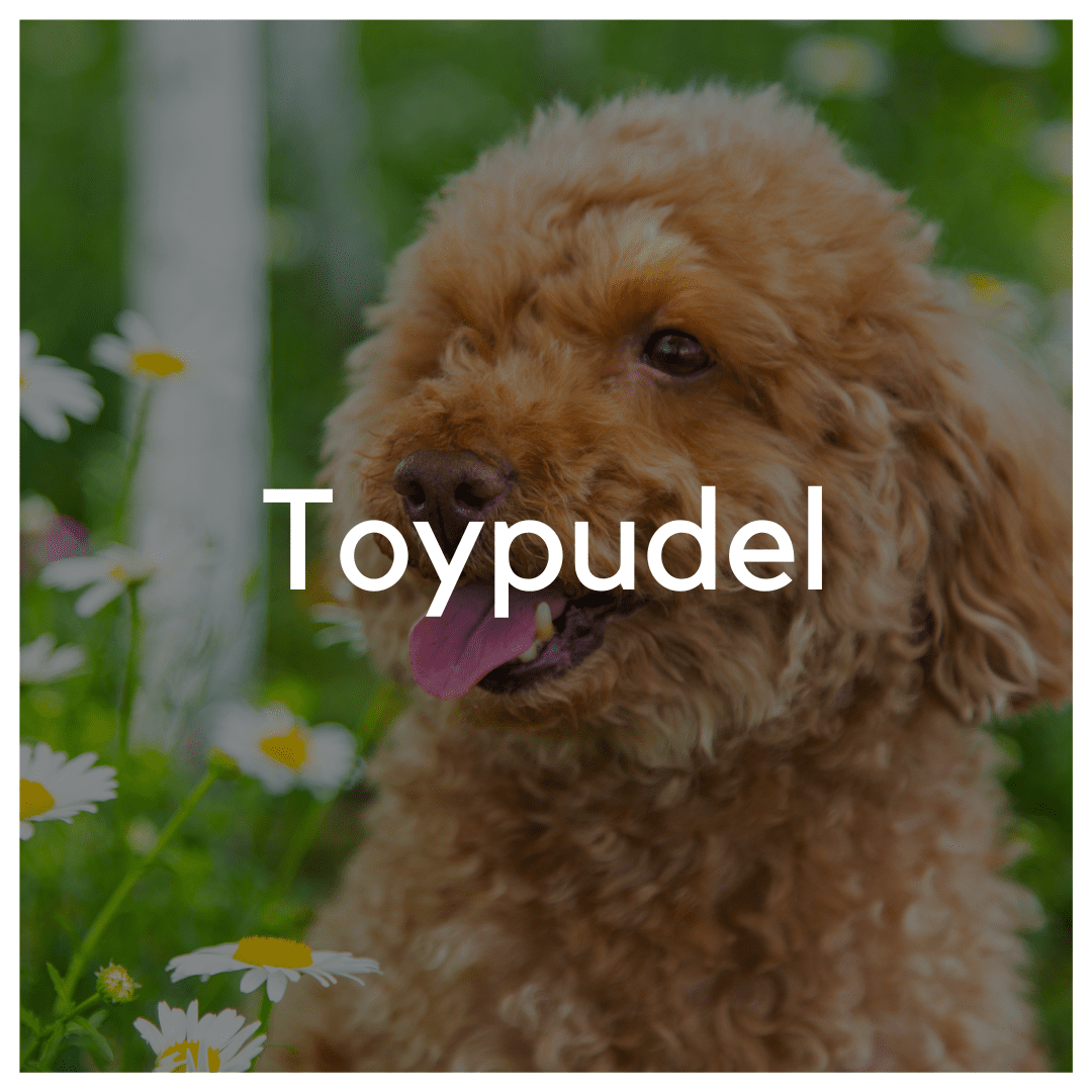 Toypudel - Liwa Design