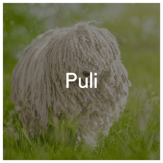 Puli - Liwa Design