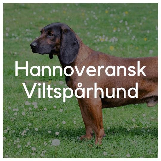 Hannoveransk viltspårhund - Liwa Design