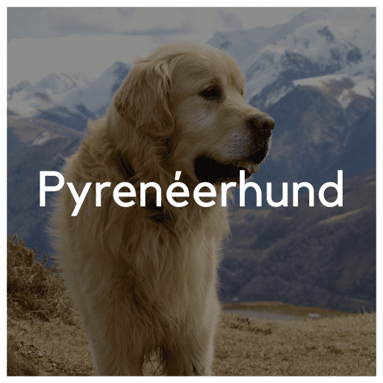 Pyrenéerhund - Liwa Design