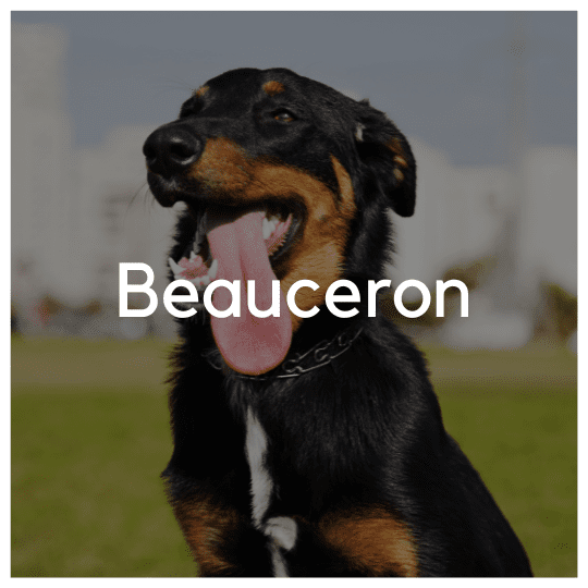 Beauceron - Liwa Design