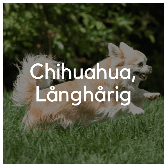 Chihuahua Långhårig - Liwa Design