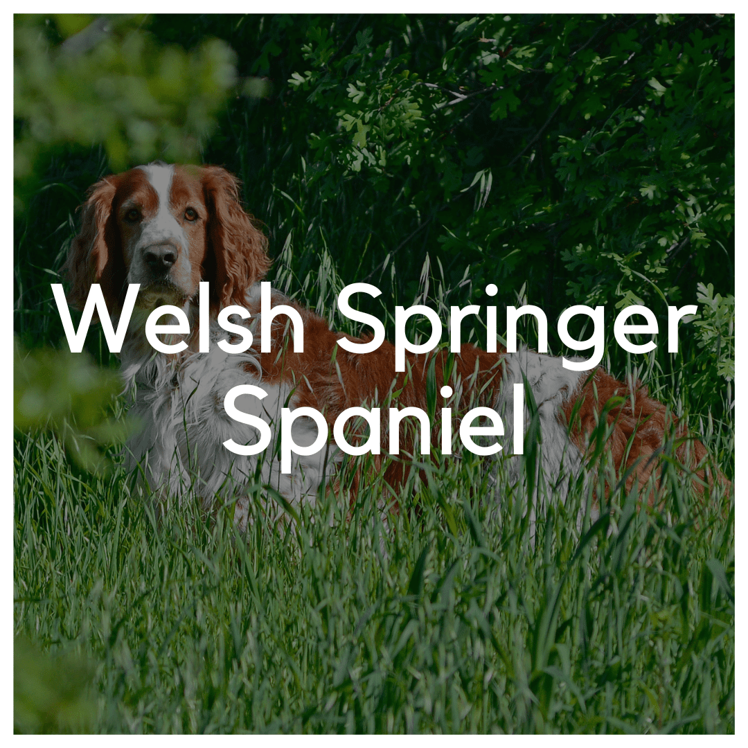 Welsh Springer Spaniel - Liwa Design