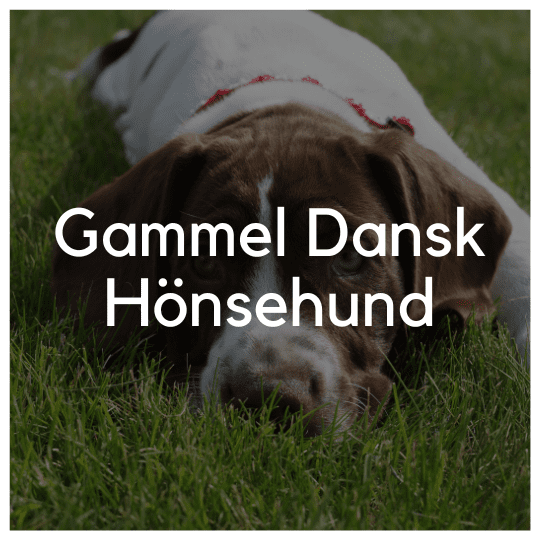 Gammel Dansk Hönsehund - Liwa Design
