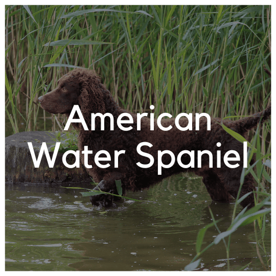 American Water Spaniel - Liwa Design
